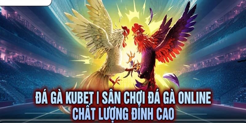 Đá Gà KUBET77 có số lượng trận chiến lớn diễn ra mỗi ngày