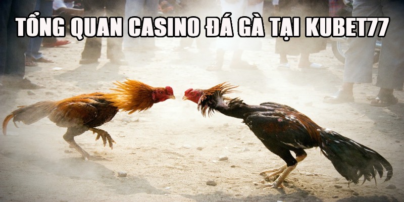 Giới thiệu nhanh về casino đá gà tại Kubet77